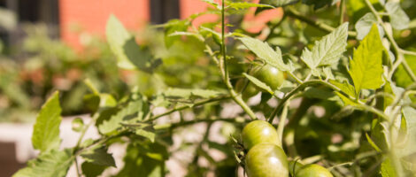 Campus Crops